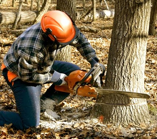 Tree Removal in Windsor, KY
